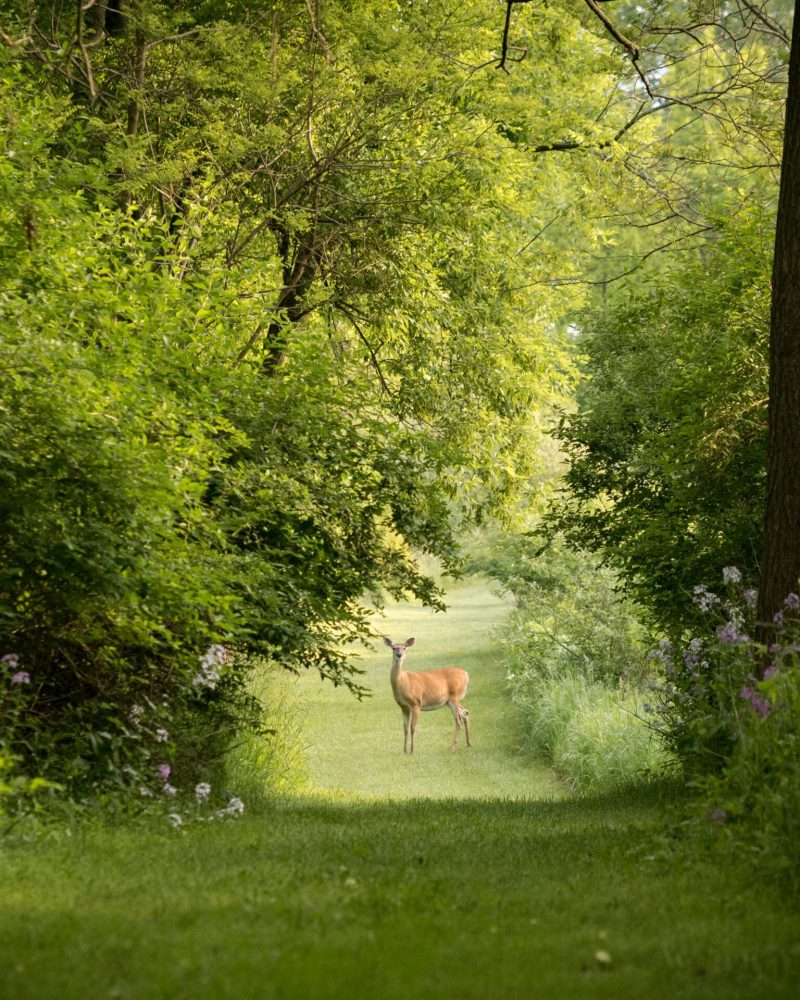 aaron-burden-3z8kVEYCYxY-unsplash aaron-burden-3z8kVEYCYxY-unsplash